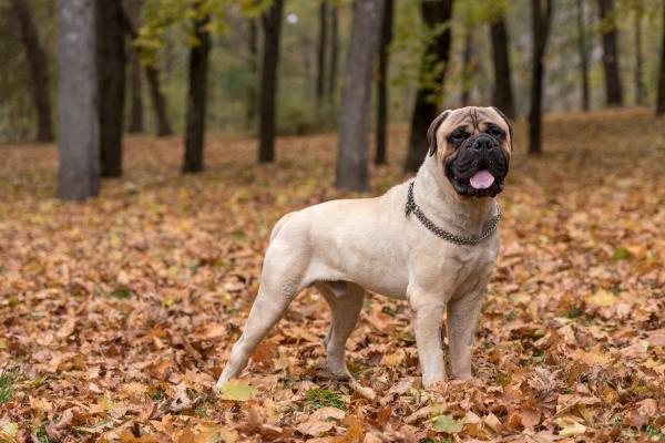 Bullmastiff